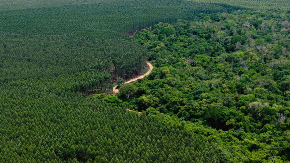 BID Invest impulsa a Paracel, la mayor inversión privada en la historia de Paraguay, para desarrollar el primer polo industrial forestal sostenible