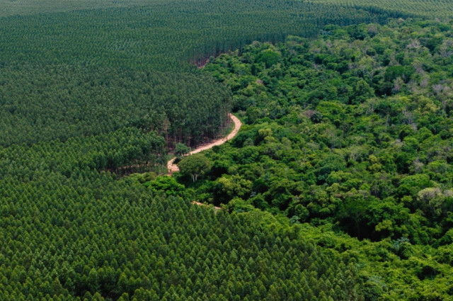 BID Invest impulsa a Paracel, la mayor inversión privada en la historia de Paraguay, para desarrollar el primer polo industrial forestal sostenible BID Invest impulsa a Paracel, la mayor inversión privada en la historia de Paraguay, para desarrollar el primer polo industrial forestal sostenible