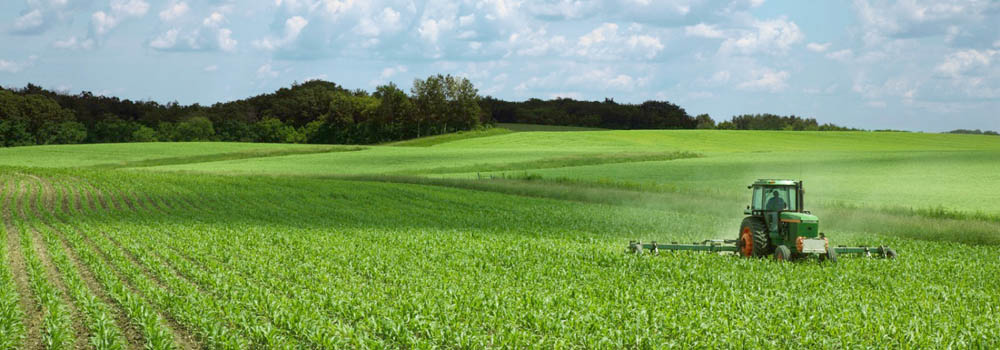 Uruguay XXI prevé para este año aumento de exportaciones de carne bovina, lácteos, arroz y soja